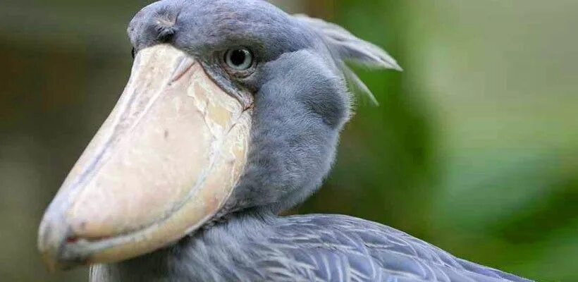 Птица с большим клювом фото 5 facts you didn’t know about Africa’s shoebill Shoebill, Weird looking animals,