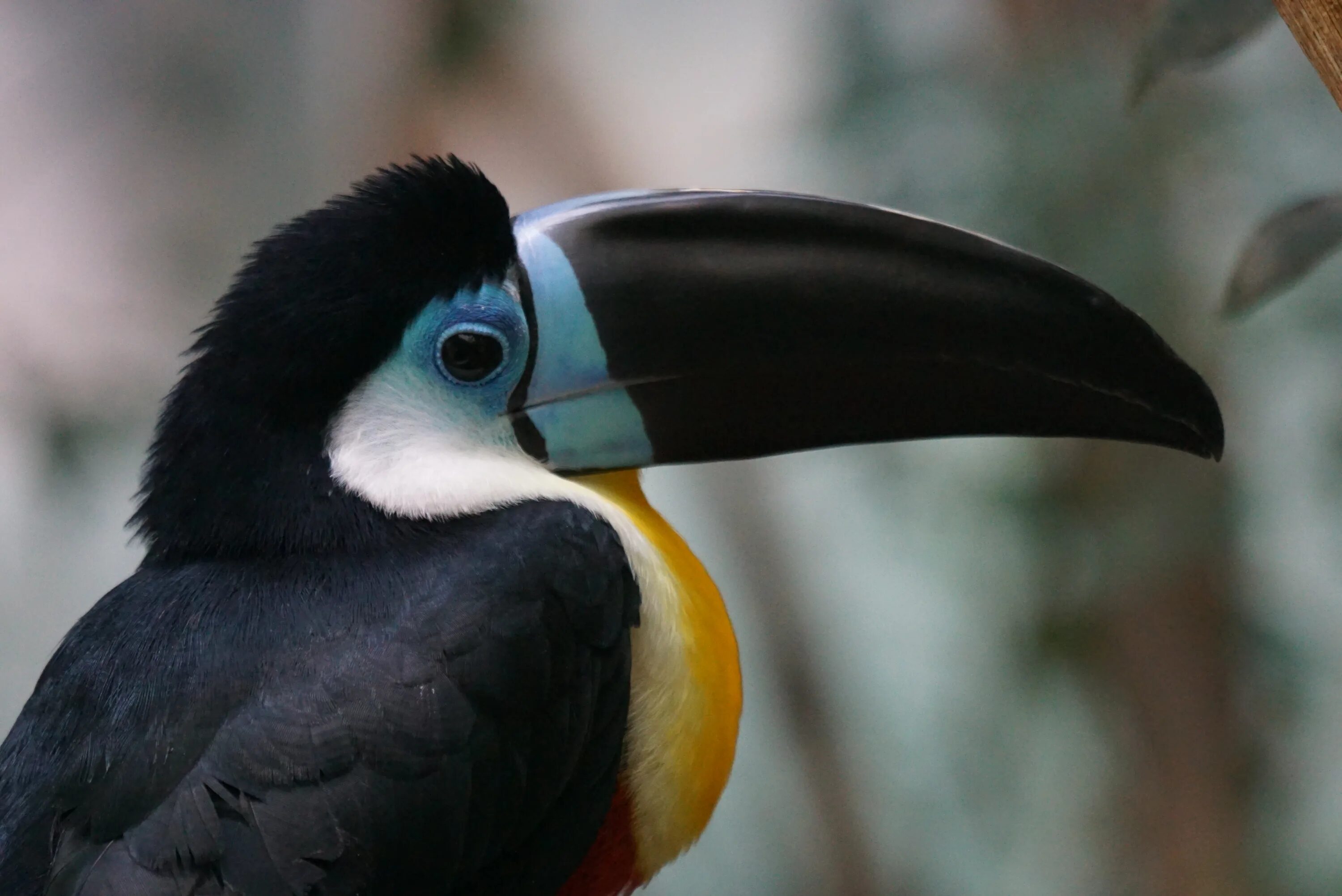 Птица с большим клювом фото Free Images : wing, wildlife, beak, fauna, close up, vertebrate, exotic, hornbil