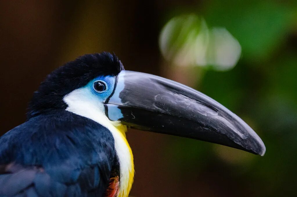 Птица с большим клювом фото Channel-billed Toucan Closeup of the very friendly channel. Flickr