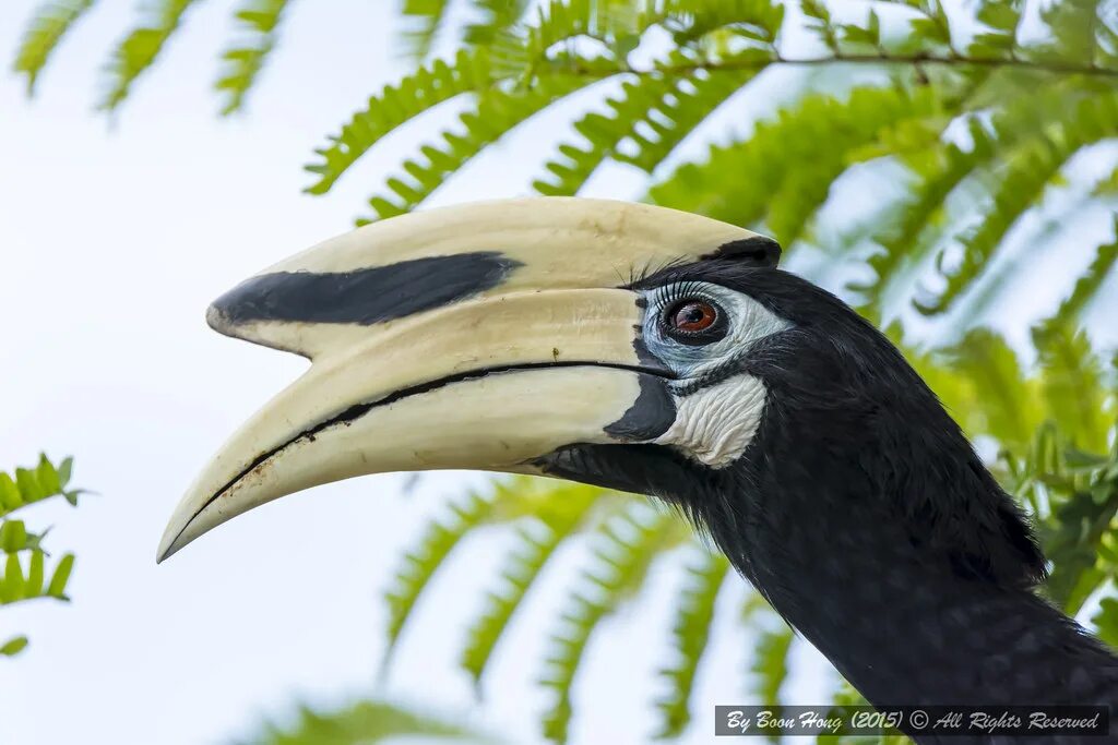 Птица с большим клювом фото Oriental Pied Hornbill (Anthracoceros albirostris)DSC1598. Flickr