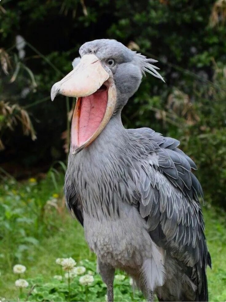 Птица с большим клювом фото The Shoebill (Balaeniceps rex). This large bird was previously classified with s