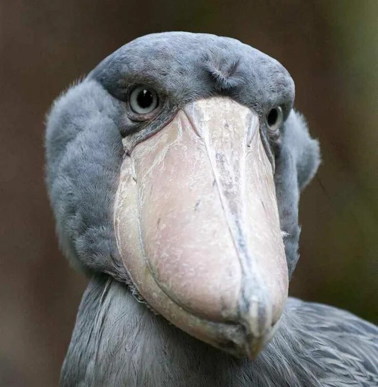 Птица с большим клювом фото Pin on Shoebill