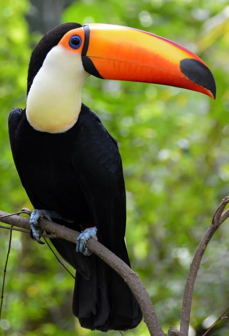 Птица с большим клювом фото Toco Toucan Zoo Builder Wiki Fandom