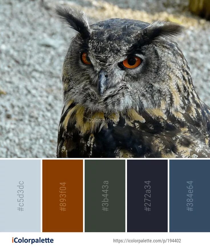 Птица с бровями фото Color Palette ideas from 1763 Bird Images iColorpalette Color palette, Color, Bi