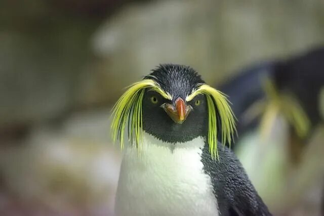 Птица с бровями фото Penguin Rock Zoo - Free photo on Pixabay Rockhopper penguin, Penguins, Black and