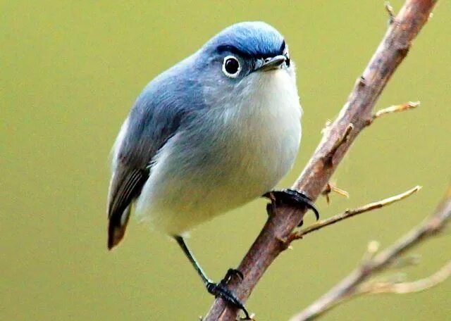 Птица с бровями фото Blue-gray Gnatcatcher 鳥, ゴ ジ ュ ウ カ ラ, 可 愛 い 動 物