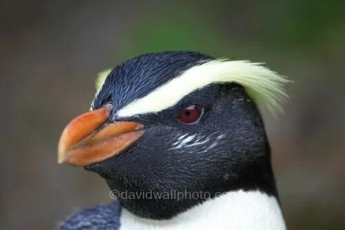 Птица с бровями фото Fiordland Crested Penguin, New Zealand Crested penguin, Penguins, Australia anim