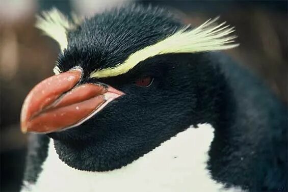 Птица с бровями фото Macaroni Penguin Penguins, Crested penguin, Animal facts