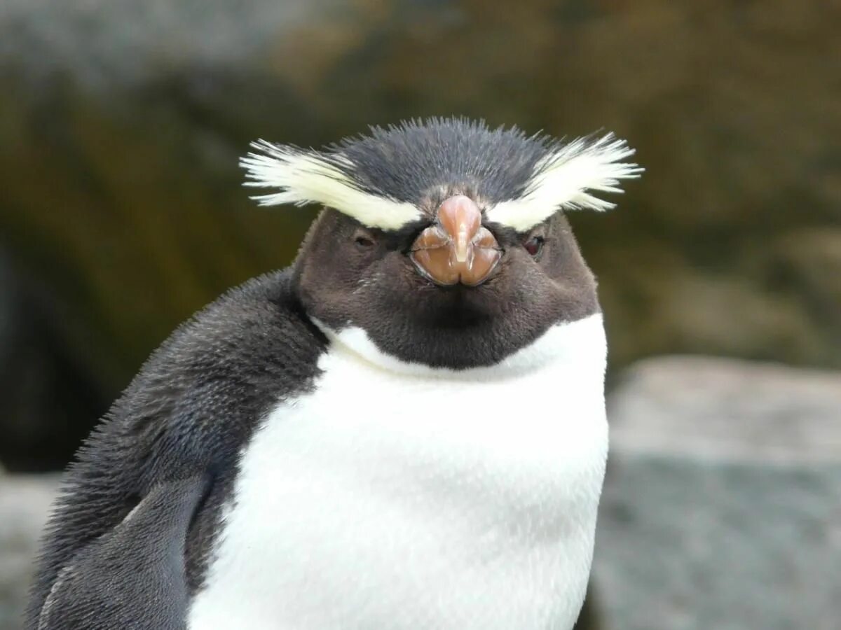 Птица с бровями фото Fiordland crested penguin New Zealand Birds Online Penguins, Crested penguin, Cr