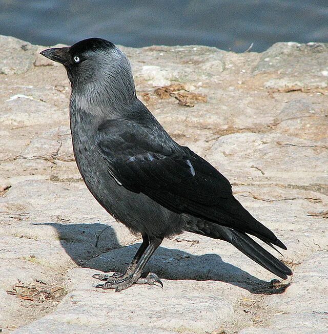 Птица с черной головой фото File:Dohle (Corvus monedula) d1.jpg - Wikipedia