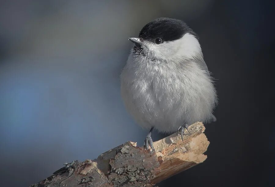 Птица с черной головой фото Птицы - Parus montanus на Sibnet