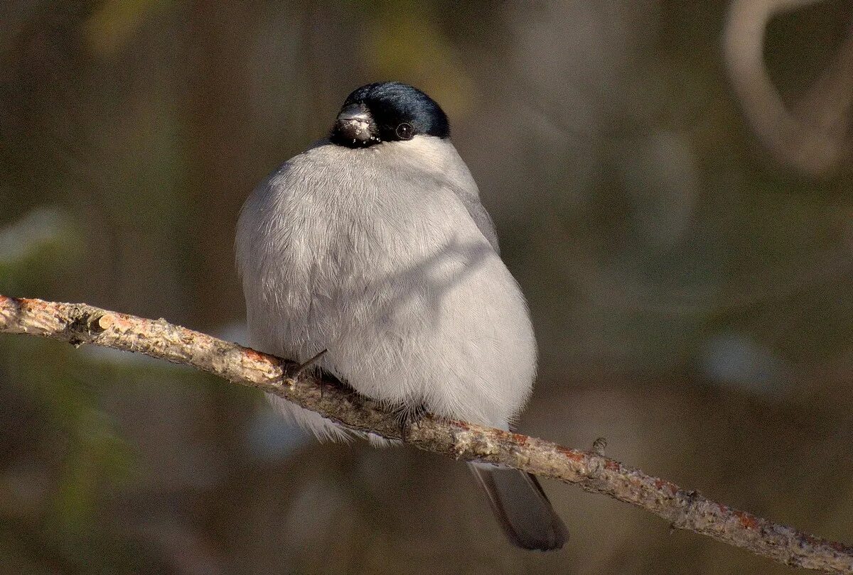 Птица с черной головой фото Baikal Bullfinch (Pyrrhula cineracea). Birds of Siberia.