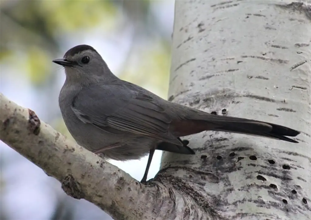 Птица с черной головой фото 12 Birds Attracted To Birch Trees (Photos, ID & Info!) Learn Bird Watching