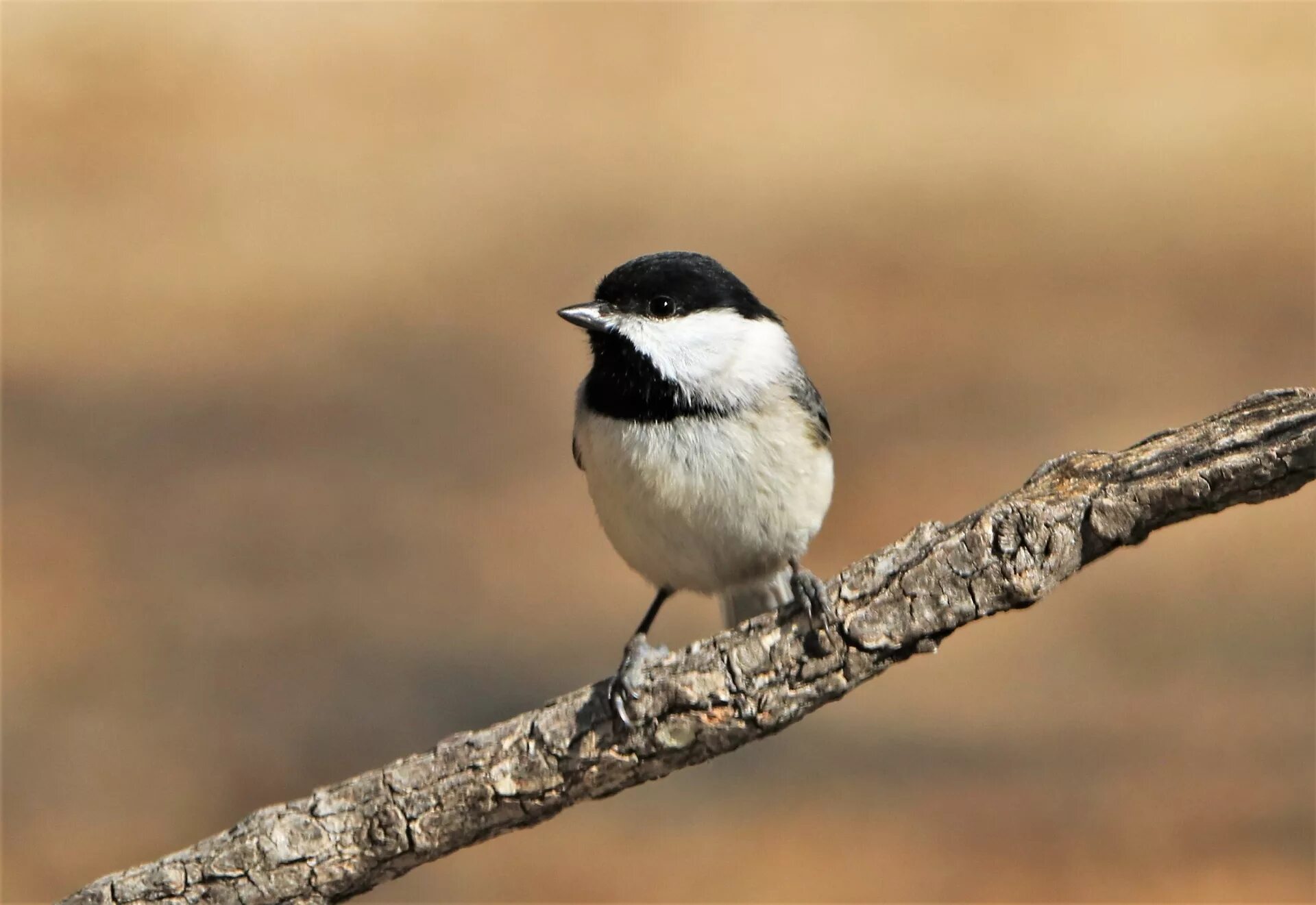 Птица с черной головой фото Edit free photo of Nature,wildlife,animals,birds,gray bird - needpix.com