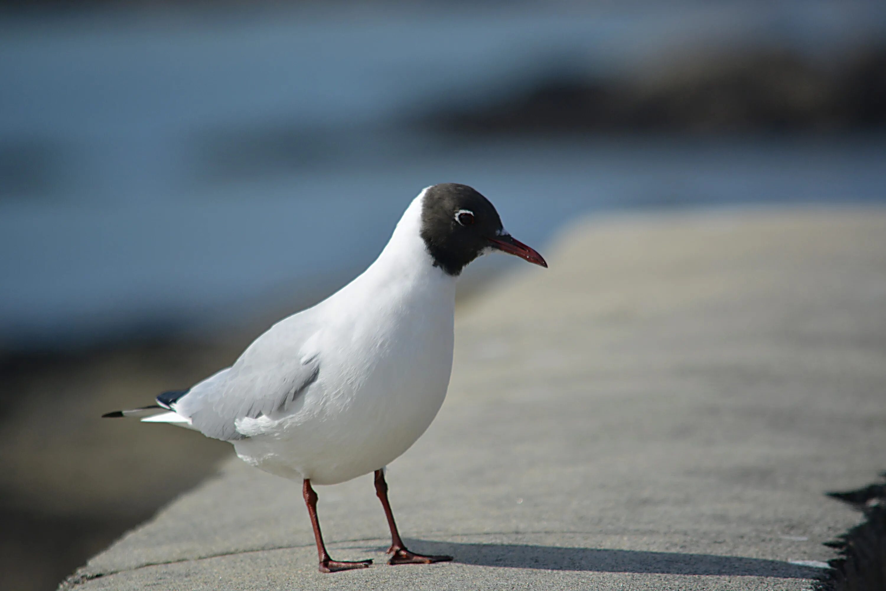 Птица с черной головой фото Free Images : water, nature, animal, seabird, seagull, wildlife, wild, beak, fau