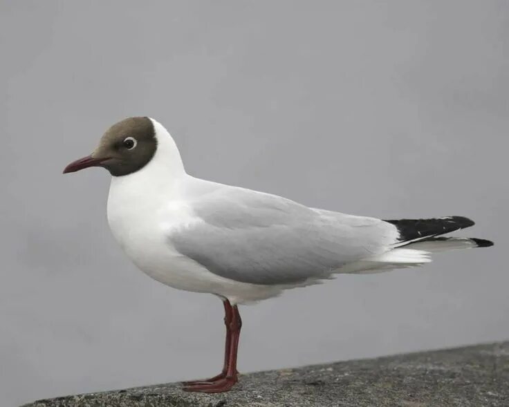 Птица с черной головой фото Black-headed Gull in 2024 Gull, Bird life list, Sea birds