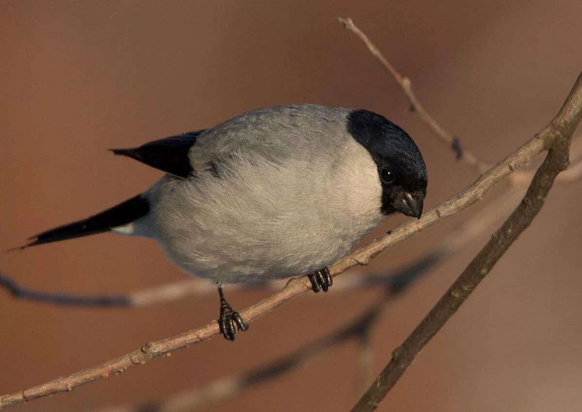 Птица с черной головой фото Серый снегирь (Pyrrhula cineracea). Птицы Сибири.