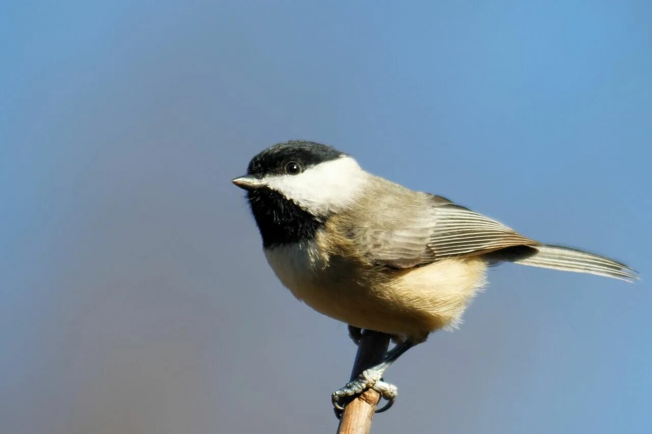 Птица с черной головой фото Free Image on Pixabay - Chickadee, Bird, Birding, Black Chickadee, Chickadee bir