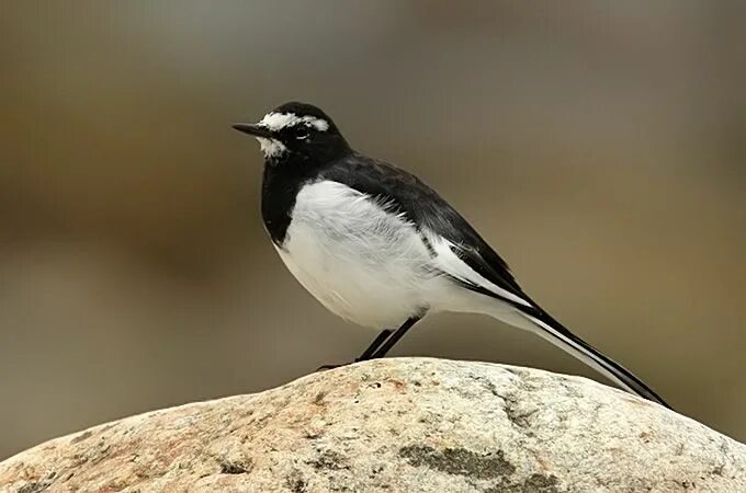 Птица с черной головой фото Bird News September 2008 Birds, Wagtail, Species