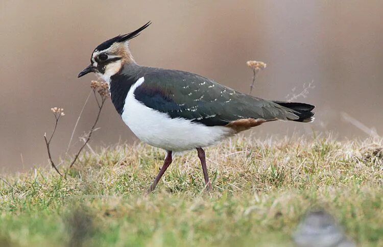 Птица с черным хохолком на голове фото lapwing... making a comeback in the UK