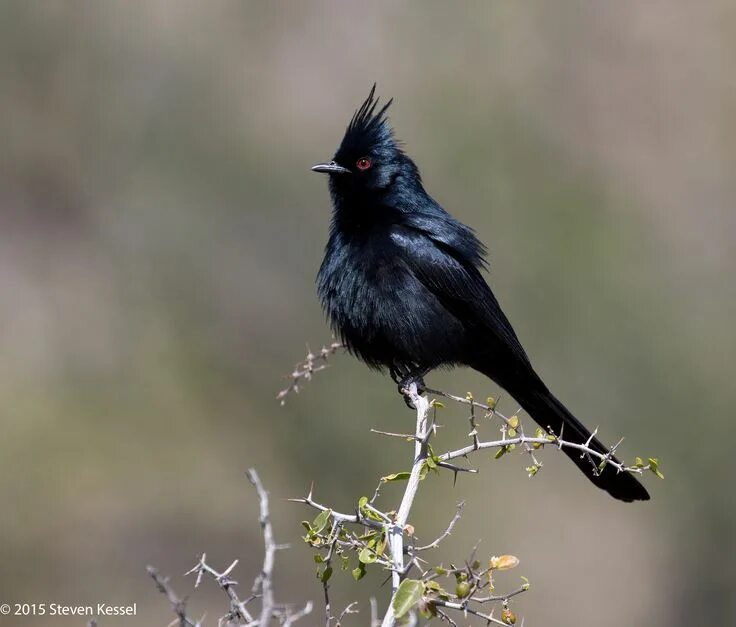 Птица с черным хохолком на голове фото Black Cardinal?" Hardly! in 2021 Cardinal, Beautiful birds, Cedar waxwing