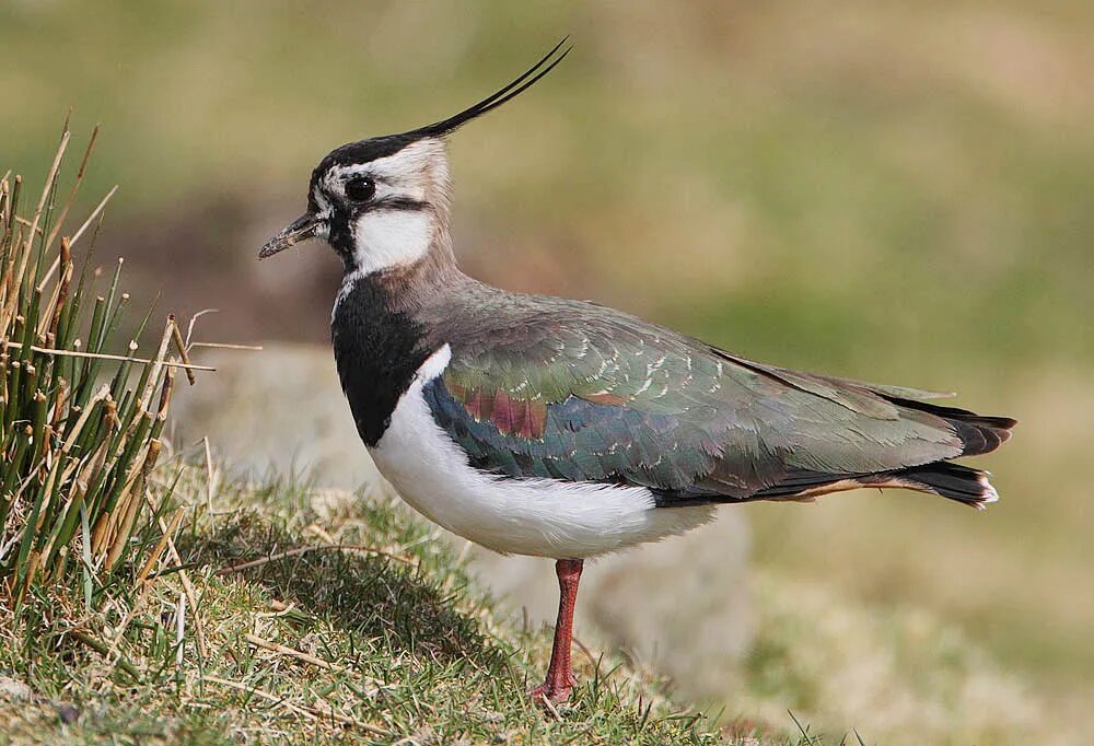 Птица с черным хохолком на голове фото Файл:Flickr - Rainbirder - Lapwing (Vanellus vanellus).jpg - Википедия