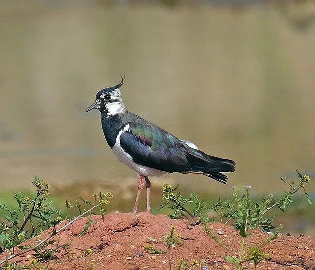 Птица с черным хохолком на голове фото Файл:Northern Lapwing.jpg - Википедия