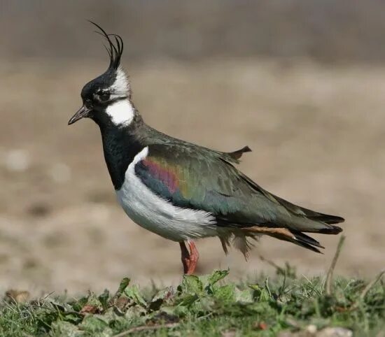 Птица с черным хохолком на голове фото Northern Lapwing - BirdForum Opus Bird sightings, Bird, Beautiful birds