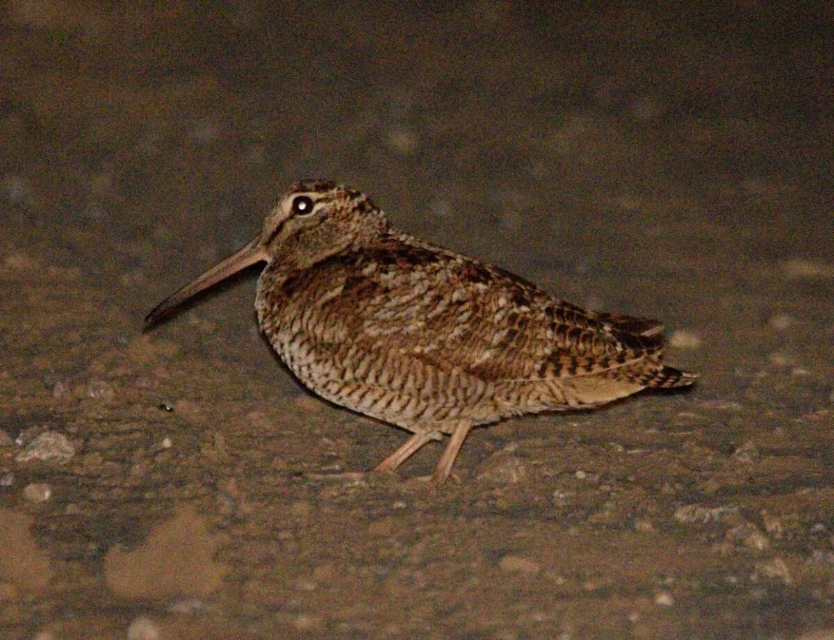 Птица с длинным клювом фото Eurasian Woodcock (Scolopax rusticola). Birds of Siberia.