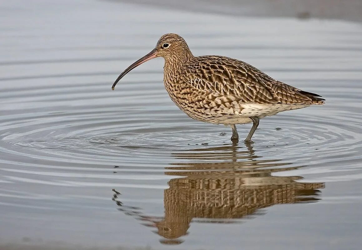 Птица с длинным клювом фото Eurasian Curlew