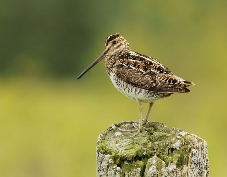 Птица с длинным клювом фото common snipe Wetland, Forest grove, Animals