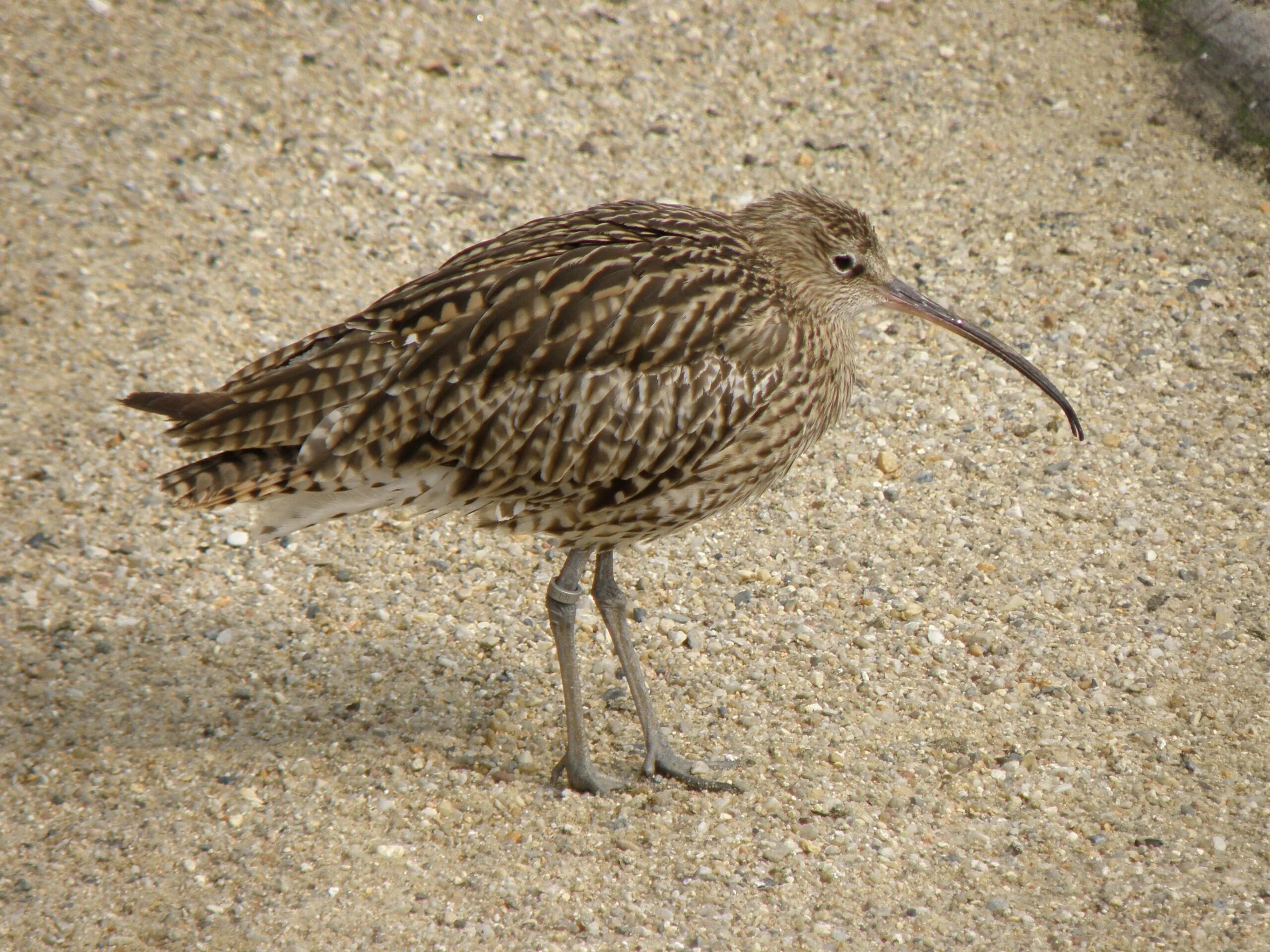 Птица с длинным клювом фото Free Images : coast, bird, wildlife, beak, fauna, vertebrate, snipe, shorebird, 