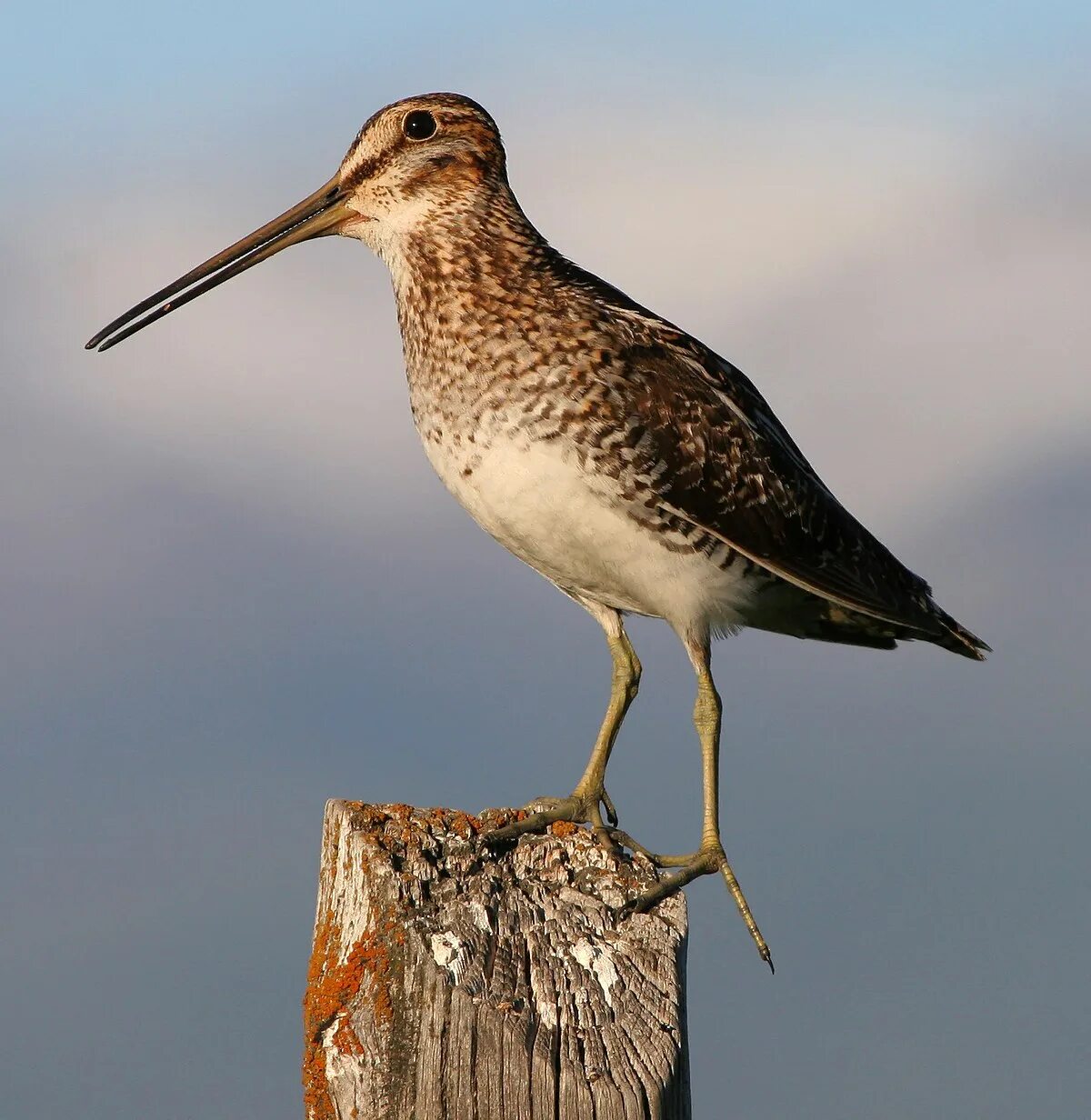 Птица с длинным клювом фото с названиями Common snipe - Wikipedia