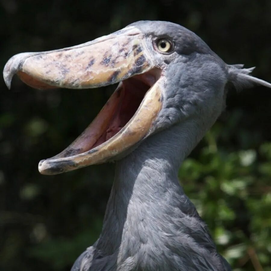 Птица с длинным носом фото shoebill - YouTube