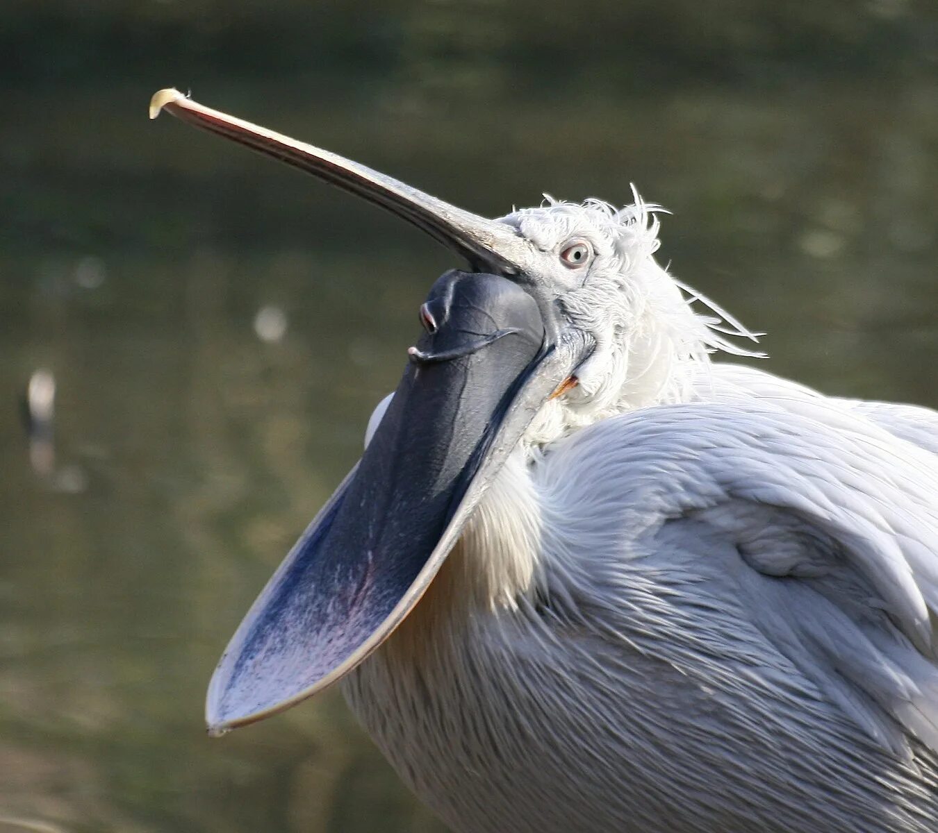 Птица с длинным носом фото File:Pelican with open pouch.jpg - Wikipedia