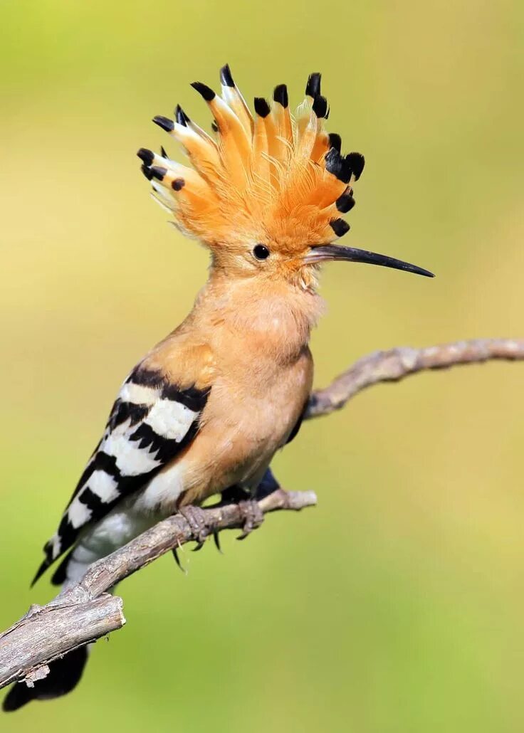 Птица с хохолком фото 30 Hoopoe Facts: Fly-Catching Punk Rocker (3 Species of Upupa) JustBirding Natur