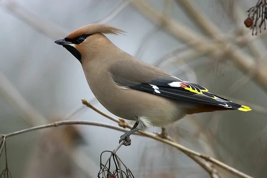 Птица с хохолком фото и описание Bayağı İpekkuyruk / The Bohemian Waxwing