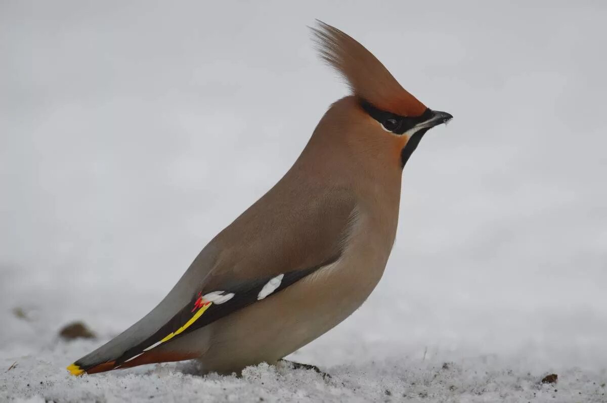 Птица с хохолком фото и описание Свиристель (Bombycilla garrulus). Птицы Сибири.