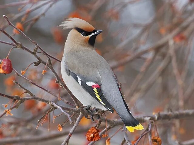 Птица с хохолком фото с названиями Bohemian Waxwing, Bombycilla garrulus, adult Beautiful birds, Bohemian waxwing, 