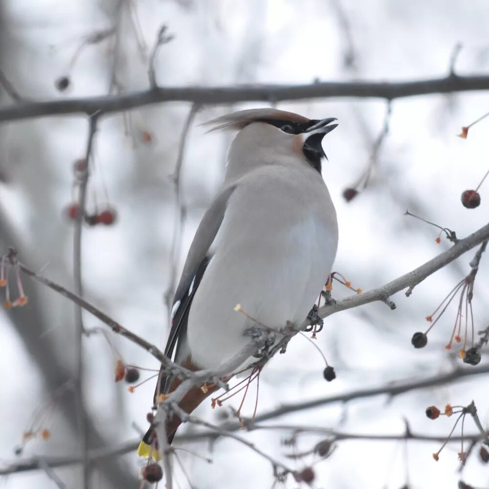 Птица с хохолком фото зимой Свиристель (Bombycilla garrulus). Птицы Сибири.