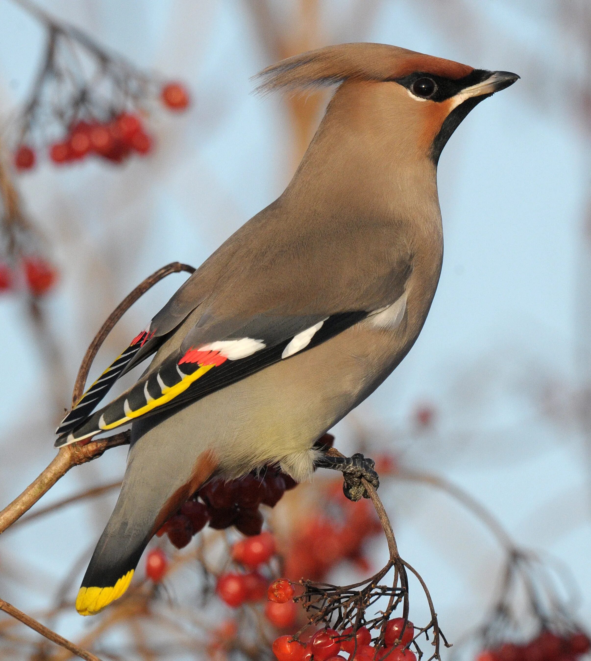 Птица с хохолком фото зимой Free photo: Waxwing - Bird, Hawthorn, Spring - Free Download - Jooinn