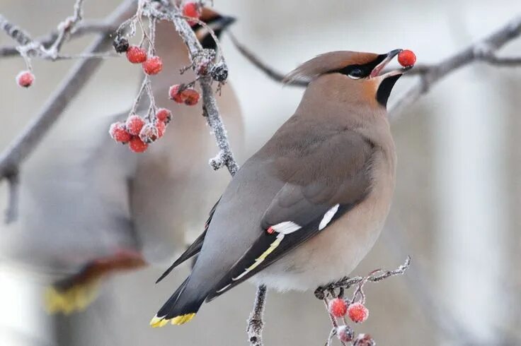 Птица с хохолком фото зимой Learn about winter berries and birds! Feeding birds in winter, Winter bird, Bird