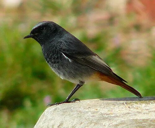 Птица с коричневым хвостом фото black redstart plumage - A Mediterranean nature blog Passerine bird, Blue bird, 