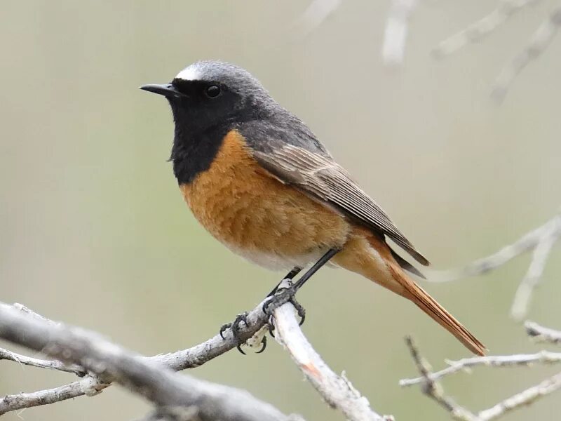 Птица с коричневым хвостом фото Black Redstart (Phoenicurus ochruros). Birds of Siberia.