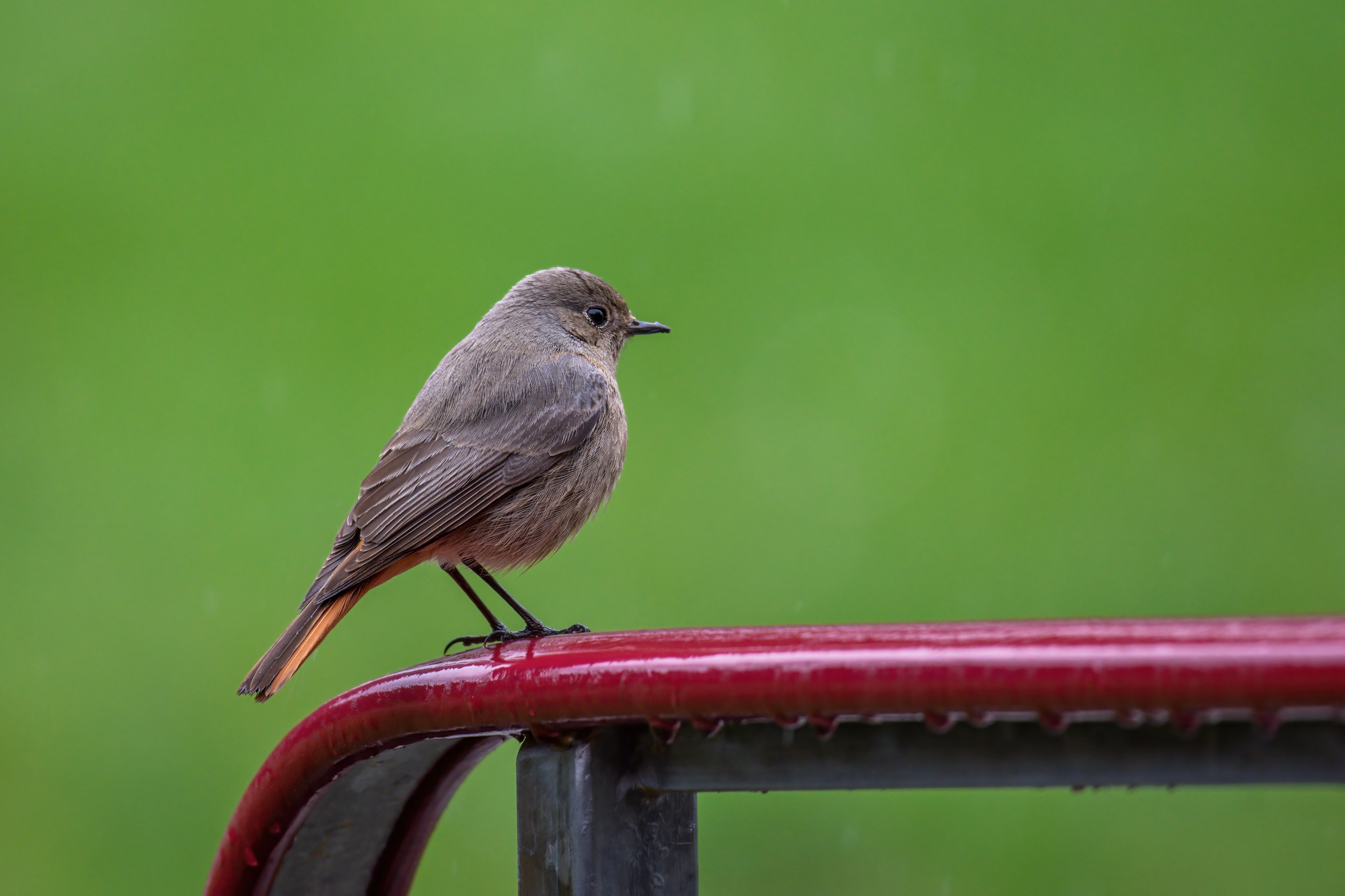 Black Redstart (Phoenicurus ochruros). Birds of Siberia.