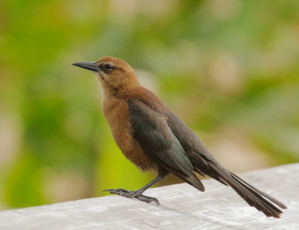 Птица с коричневым хвостом фото BoattailedGracklep Grackle, Bird, Bird watching