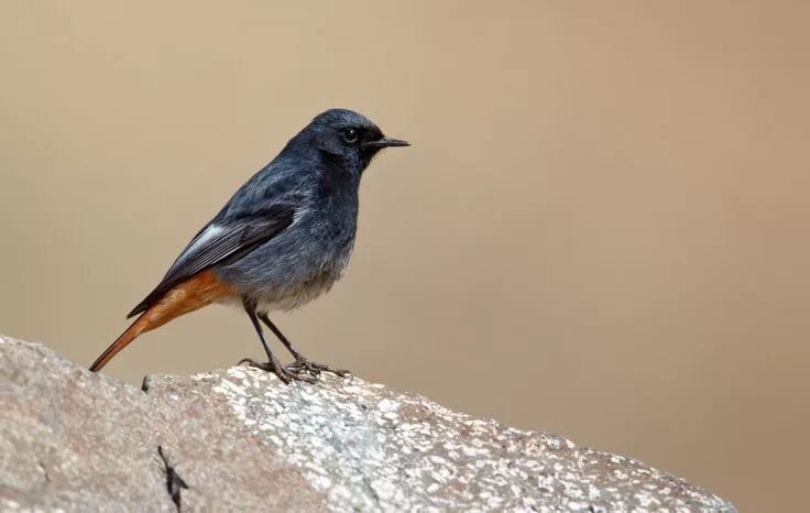 Птица с коричневым хвостом фото Phoenicurus ochruros - Black Redstart World birds, Old world, Life list