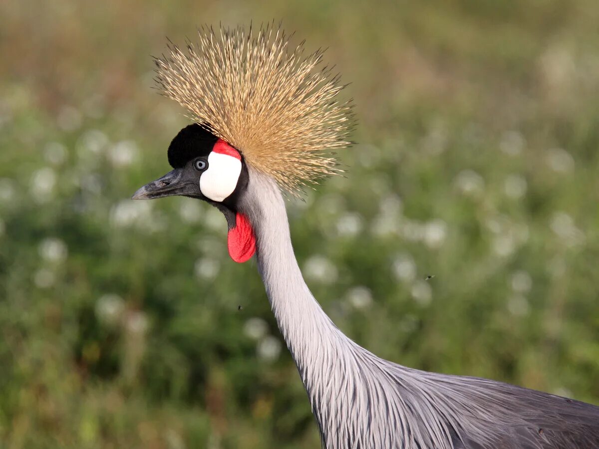 Птица с короной на голове фото Most viewed Grey Crowned Crane wallpapers 4K Wallpapers