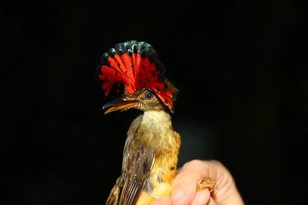 Птица с короной на голове фото Onychorhynchus coronatus, Royal Flycatcher Mist-netted at . Flickr