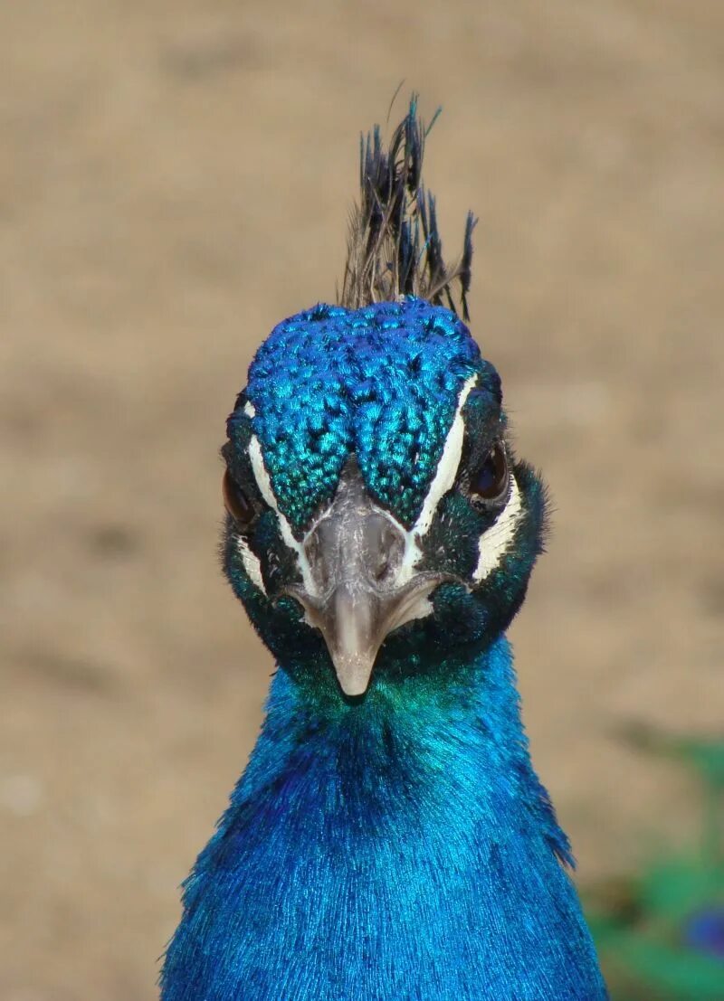 Птица с короной на голове фото Free Images : nature, bird, male, wildlife, beak, blue, fauna, vertebrate, peafo